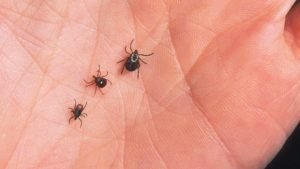 ticks