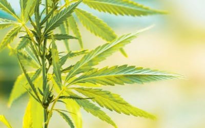 Cannabis & CMT Webinar Overview