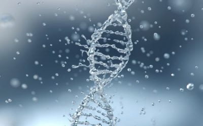 HNF Presents Research Findings at Three Prestigious Conferences